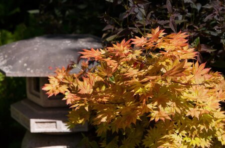 AUTUMN MOON JAPANESE MAPLE 100CM - image 2