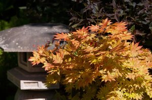 AUTUMN MOON JAPANESE MAPLE 100CM - image 2