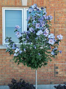 AZURRI BLUE SATIN HIBISCUS STD 100CM (130CM)