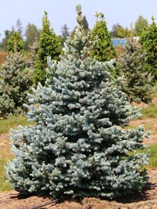 BABY BLUE SPRUCE 225CM (Wire Basket)