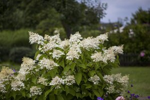 BABY LACE HYDRANGEA 30CM - image 5
