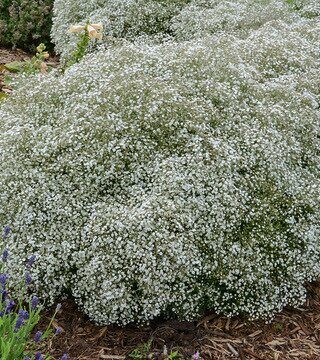 BABY'S BREATH SUMMER SPARKLES 2G