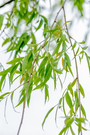 BABYLON WEEPING WILLOW 200CM - image 2