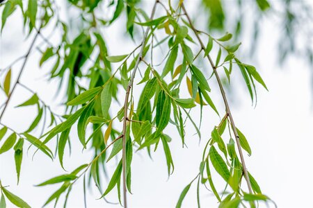BABYLON WEEPING WILLOW 300CM - image 1