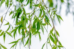 BABYLON WEEPING WILLOW 300CM - image 2