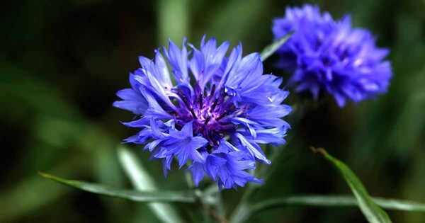 BACHELORS BUTTON (CORNFLOWER) 1G