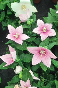 BALLOON FLOWER POP STAR PINK 1G