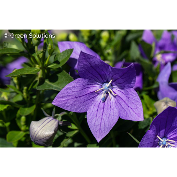BALLOON FLOWER TWINKLE BLUE 1G