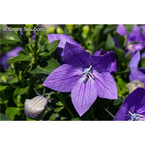 BALLOON FLOWER TWINKLE BLUE 1G