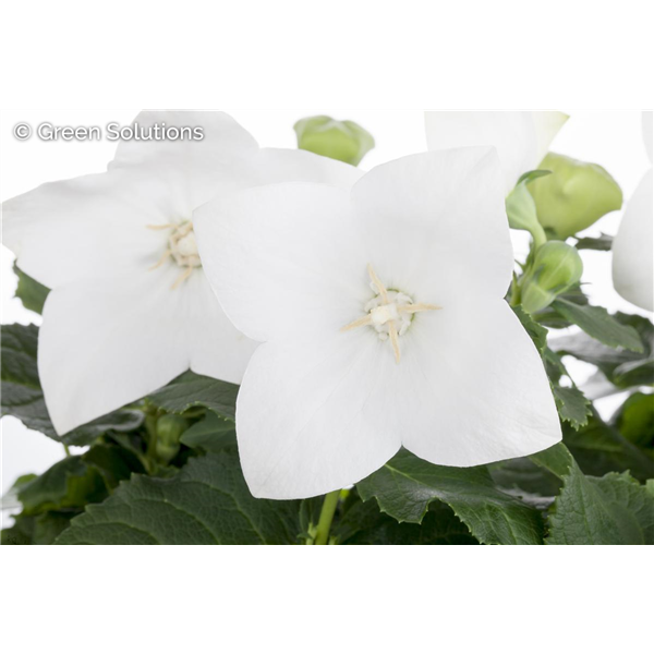 BALLOON FLOWER TWINKLE WHITE 1G