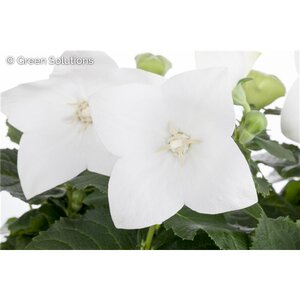BALLOON FLOWER TWINKLE WHITE 1G