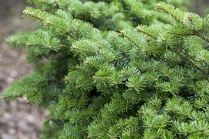 BALSAM FIR 100 CM (No warranty if put inside) - image 5