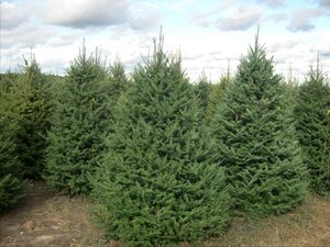 BALSAM FIR 275CM