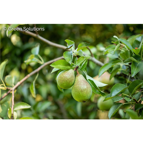 BAMBINELLA YELLOW PEAR 175 CM