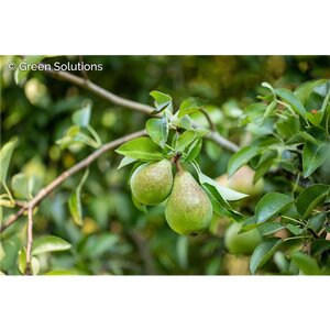 BAMBINELLA YELLOW PEAR 175 CM