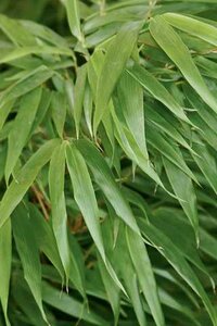 BAMBOO GREEN PANDA 2G