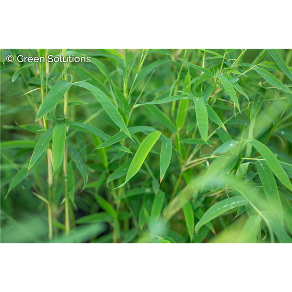 BAMBOO RUFA 2G