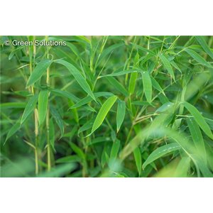 BAMBOO RUFA 2G