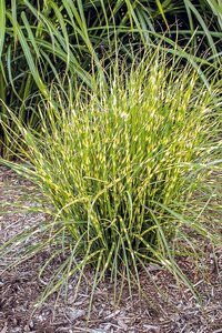 BANDED MAIDEN GRASS BANDWIDTH 2G