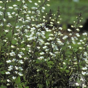 BAPTISIA ALBA (NATIVE) 1G