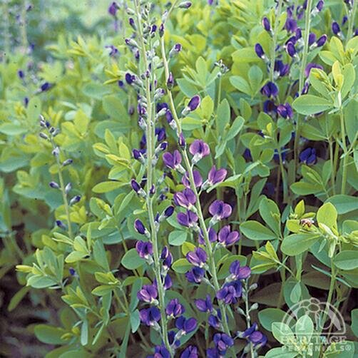 BAPTISIA BLUE FALSE INDIGO (NATIVE) 1G