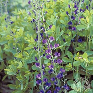 BAPTISIA BLUE FALSE INDIGO (NATIVE) 1G