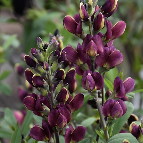 BAPTISIA BURGANDY BLAST 2G
