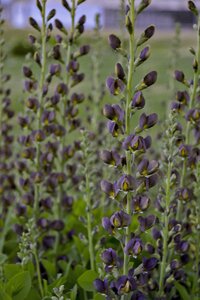 BAPTISIA DARK CHOCOLATE 2G