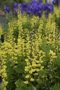 BAPTISIA LEMON MERINGUE 2G