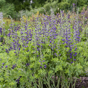 BAPTISIA PERIWINKLE POPSICLE 2G PW
