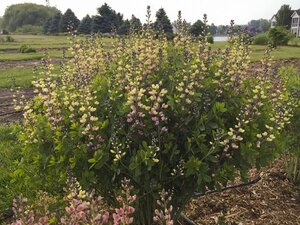 BAPTISIA PINK LEMONADE 2G