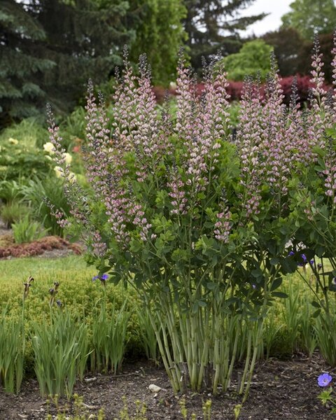 BAPTISIA PINK TRUFFLES 2G