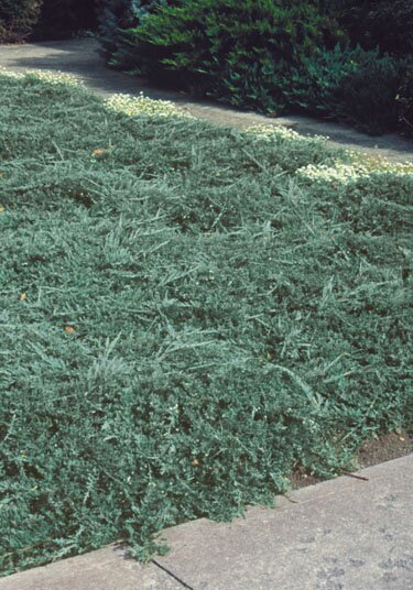 BAR HARBOR JUNIPER 30 CM