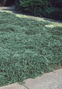 BAR HARBOR JUNIPER 30 CM