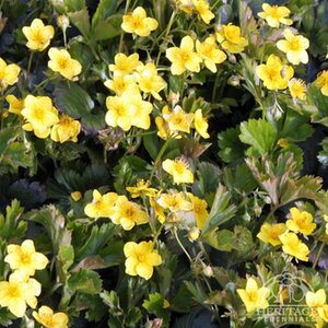 BARREN STRAWBERRY 1G