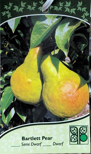 BARTLETT PEAR 120CM
