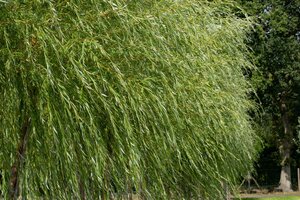 BASKET WILLOW 50CM (VIMINALIS) - image 2