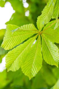BAUMANN HORSE CHESTNUT 200C - image 3