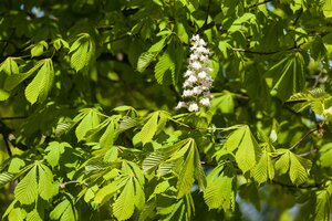 BAUMANN HORSE CHESTNUT 200C - image 3