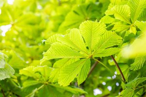 BAUMANN HORSE CHESTNUT 200C - image 2