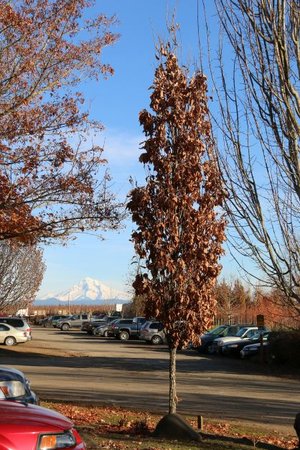 BEACON OAK 200CM - image 1