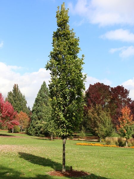 BEACON OAK 275CM