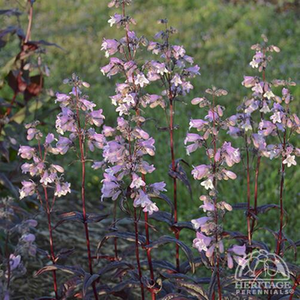 BEARDTONGUE BLACKBEARD 1G