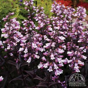 BEARDTONGUE BLACKBEARD 2G