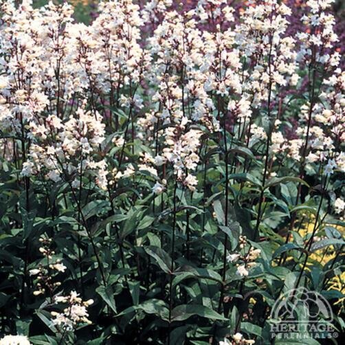 BEARDTONGUE HUSKER RED 1G