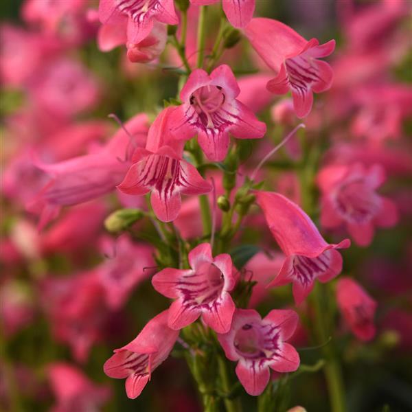 BEARDTONGUE MOUNTAIN TREATS ROSE 1G