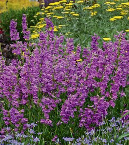 BEARDTONGUE PRAIRIE DUSK 2G