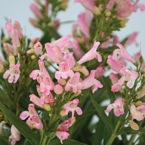BEARDTONGUE ROCK CANDY LIGHT PINK 1G