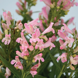 BEARDTONGUE ROCK CANDY LIGHT PINK 1G