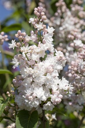 BEAUTY OF MOSCOW LILAC 40C - image 5
